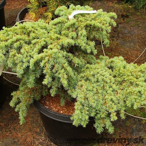 Céder libanonský Glauca 90/120 cm , v črepníku 5l Cedrus libani