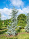 Céder libanonský Glauca 90/120 cm , v črepníku 5l Cedrus libani