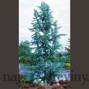 Céder libanonský Glauca, výška 150/180 cm, v črepníku Cedrus libani