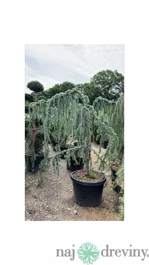 Céder libanonský Glauca, výška 180/200 cm, v črepníku 25l Cedrus libani