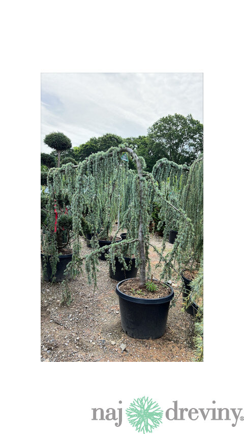 Céder libanonský Glauca, výška 180/200 cm, v črepníku 25l Cedrus libani