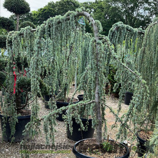 Céder libanonský Glauca, výška 180/200 cm, v črepníku 25l Cedrus libani