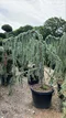 Céder libanonský Glauca, výška 180/200 cm, v črepníku 25l Cedrus libani
