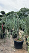 Céder libanonský Glauca, výška 180/200 cm, v črepníku 25l Cedrus libani
