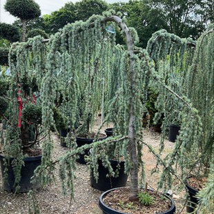 Céder libanonský Glauca, výška 180/200 cm, v črepníku 25l Cedrus libani