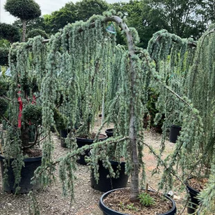 Céder libanonský Glauca, výška 180/200 cm, v črepníku 25l Cedrus libani