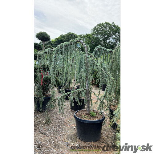 Céder libanonský Glauca, výška 180/200 cm, v črepníku 25l Cedrus libani
