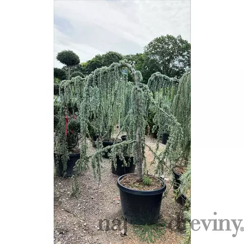 Céder libanonský Glauca, výška 180/200 cm, v črepníku 25l Cedrus libani