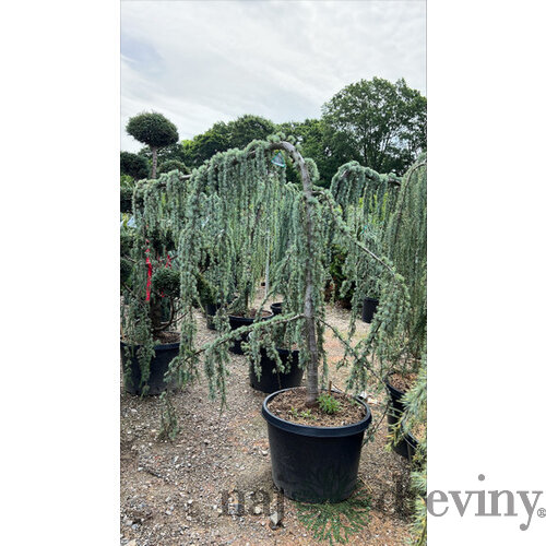 Céder libanonský Glauca, výška 180/200 cm, v črepníku 25l Cedrus libani