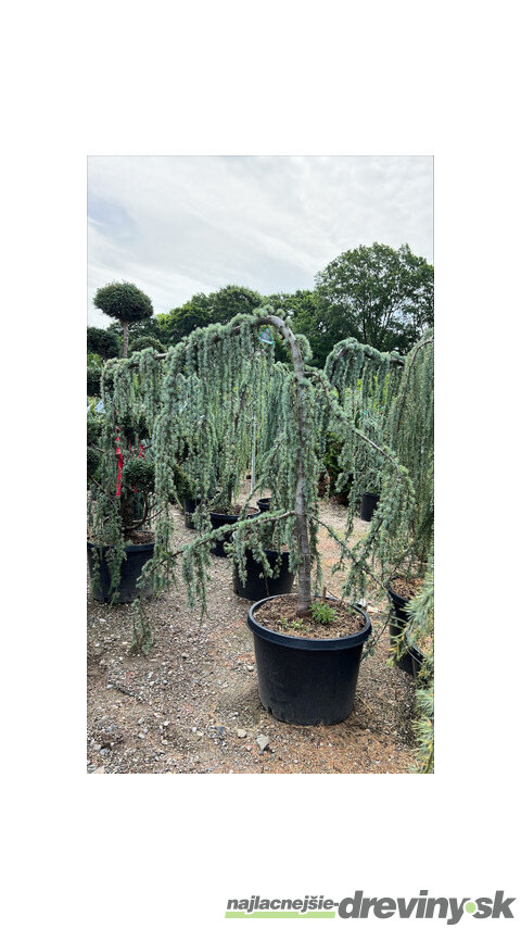 Céder libanonský Glauca, výška 180/200 cm, v črepníku 25l Cedrus libani