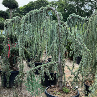 Céder libanonský Glauca, výška 180/200 cm, v črepníku 25l Cedrus libani