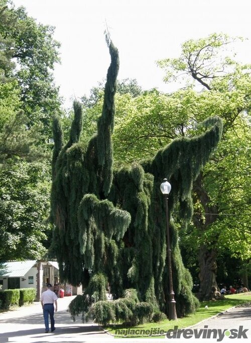 Céder libanonský Pendula, výška 60/80 cm, v črepníku Cedrus LIBANI Pendula
