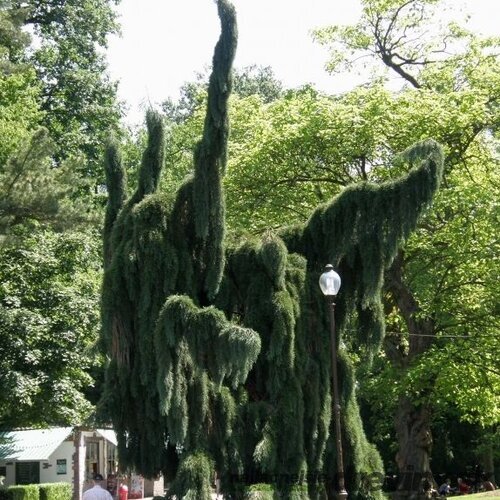Céder libanonský Pendula, výška 60/80 cm, v črepníku Cedrus LIBANI Pendula