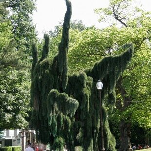 Céder libanonský Pendula, výška 60/80 cm, v črepníku Cedrus LIBANI Pendula