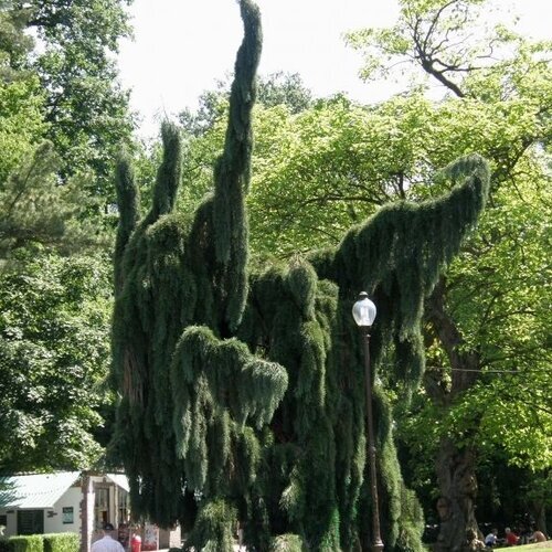 Céder libanonský Pendula, výška 60/80 cm, v črepníku Cedrus LIBANI Pendula