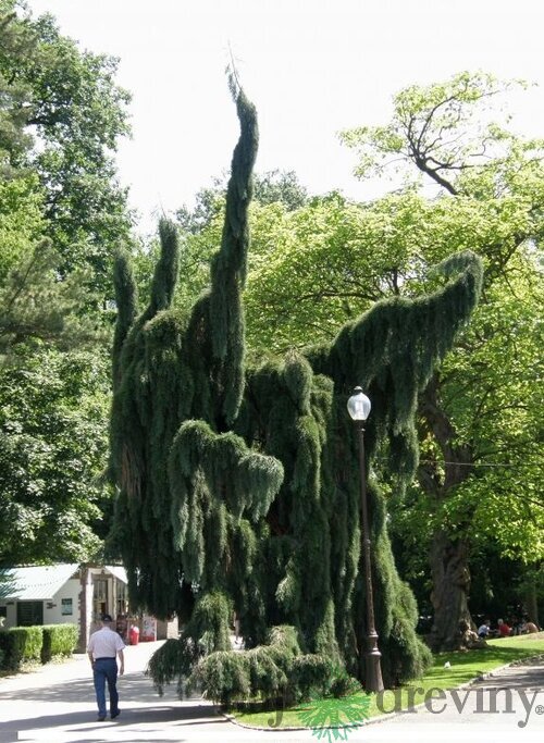 Céder libanonský Pendula, výška 60/80 cm, v črepníku Cedrus LIBANI Pendula