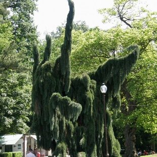 Céder libanonský Pendula, výška 60/80 cm, v črepníku Cedrus LIBANI Pendula