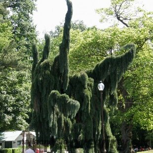 Céder libanonský Pendula, výška 60/80 cm, v črepníku Cedrus LIBANI Pendula