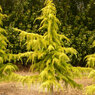 Cedrus Deodara Aureus
