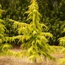 Cedrus Deodara Aureus