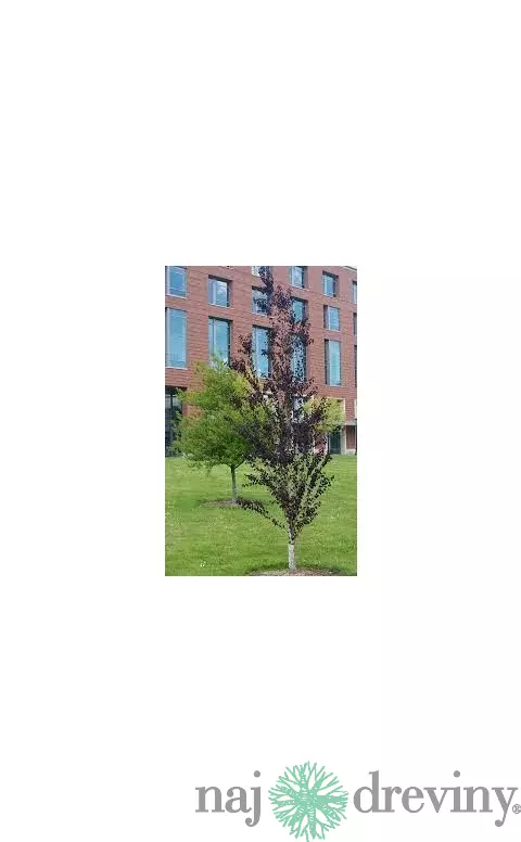 Cercidovník japonský RED FOX XXL-solitér výška 250/350 cm v črepníku 50l cm Cercidiphyllum japonicum Red Fox