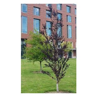 Cercidovník japonský RED FOX XXL-solitér výška 250/350 cm v črepníku 50l cm Cercidiphyllum japonicum Red Fox