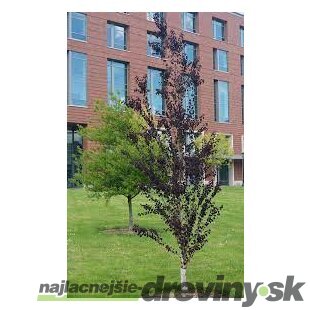 Cercidovník japonský RED FOX XXL-solitér výška 250/350 cm v črepníku 50l cm Cercidiphyllum japonicum Red Fox