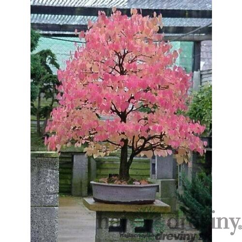 Cercidovník japonský, výška 160/180 cm, v črepníku 12l Cercidiphyllum japonicum Pendula