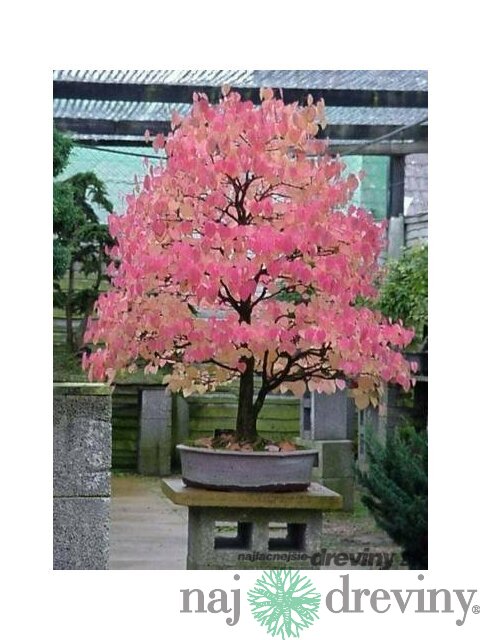 Cercidovník japonský, výška 160/180 cm, v črepníku 12l Cercidiphyllum japonicum Pendula