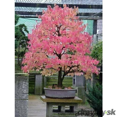 Cercidovník japonský, výška 160/180 cm, v črepníku 12l Cercidiphyllum japonicum Pendula
