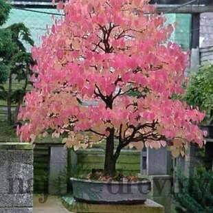 Cercidovník japonský, výška 160/180 cm, v črepníku 12l Cercidiphyllum japonicum Pendula