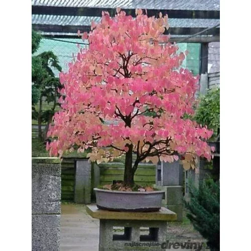 Cercidovník japonský, výška 40/60 cm, v črepníku 12l Cercidiphyllum japonicum Pendula