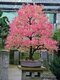 Cercidovník japonský, výška 40/60 cm, v črepníku 12l Cercidiphyllum japonicum Pendula