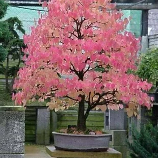 Cercidovník japonský, výška 40/60 cm, v črepníku 12l Cercidiphyllum japonicum Pendula