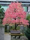 Cercidovník japonský, výška 40/60 cm, v črepníku 12l Cercidiphyllum japonicum Pendula
