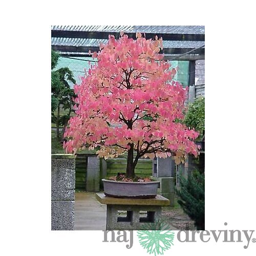 Cercidovník japonský XXL-solitér výška 250/350 cm v črepníku 50l cm Cercidiphyllum japonicum