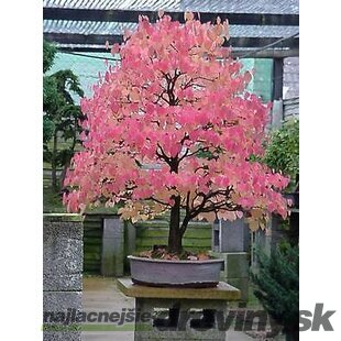 Cercidovník japonský XXL-solitér výška 250/350 cm v črepníku 50l cm Cercidiphyllum japonicum