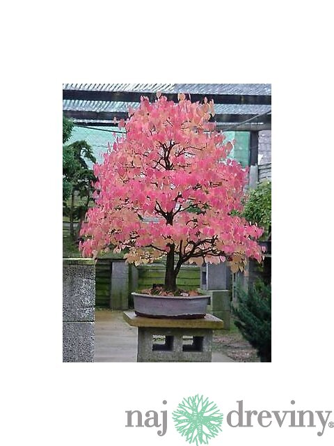 Cercidovník japonský XXL-solitér výška 250/350 cm v črepníku 50l cm Cercidiphyllum japonicum