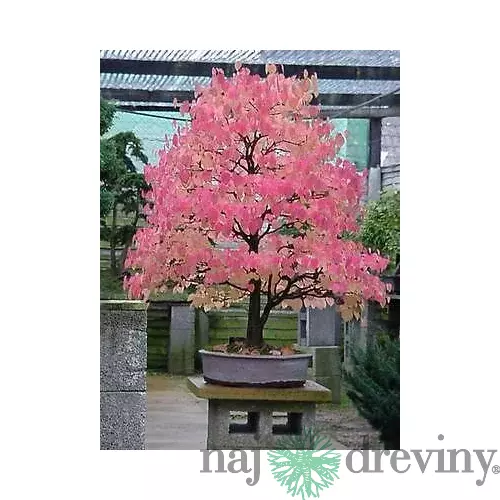 Cercidovník japonský XXL-solitér výška 250/350 cm v črepníku 50l cm Cercidiphyllum japonicum