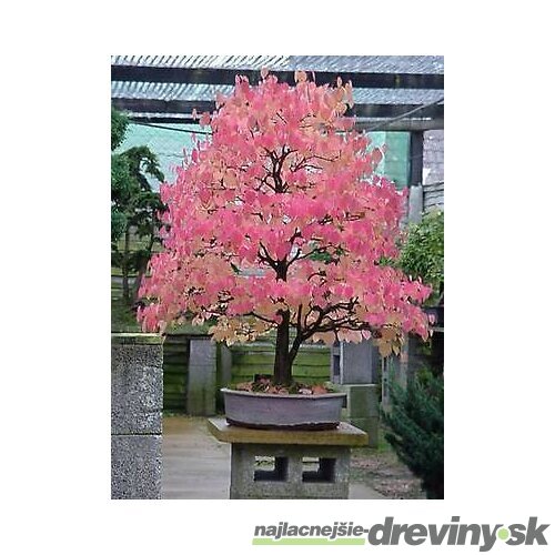 Cercidovník japonský XXL-solitér výška 250/350 cm v črepníku 50l cm Cercidiphyllum japonicum