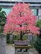 Cercidovník japonský XXL-solitér výška 250/350 cm v črepníku 50l cm Cercidiphyllum japonicum