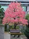 Cercidovník japonský XXL-solitér výška 250/350 cm v črepníku 50l cm Cercidiphyllum japonicum