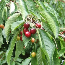 Čerešňa