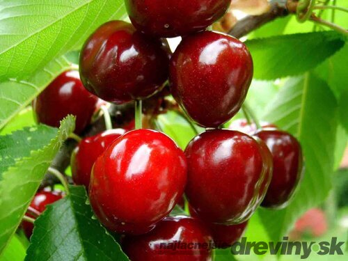 Čerešňa Burlat, výška 140/160 cm obvod 8/10 cm, už rodiaca v črepníku, podpník Colt Prunus Avium Burlat