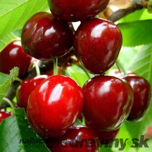 Čerešňa Burlat, výška 140/160 cm obvod 8/10 cm, už rodiaca v črepníku, podpník Colt Prunus Avium Burlat