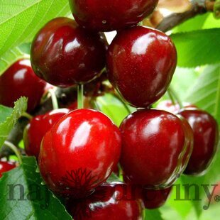 Čerešňa Burlat, výška 140/160 cm obvod 8/10 cm, už rodiaca v črepníku, podpník Colt Prunus Avium Burlat