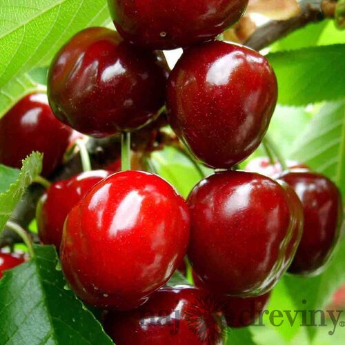 Čerešňa Burlat, výška 140/160 cm obvod 8/10 cm, už rodiaca v črepníku, podpník Colt Prunus Avium Burlat