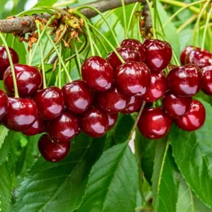 Čerešna Buttnera - srdcovka už rodiaca , v črepníku 7.5l, výška 160/180 cm , podpník Colt Prunus avium Rivan