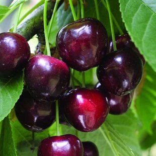 Čerešna Buttnera - srdcovka už rodiaca, v črepníku, výška 160/180 cm, podpník Colt Prunus avium Buttnera