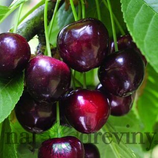 Čerešna Buttnera - srdcovka už rodiaca, v črepníku, výška 160/180 cm, podpník Colt Prunus avium Buttnera